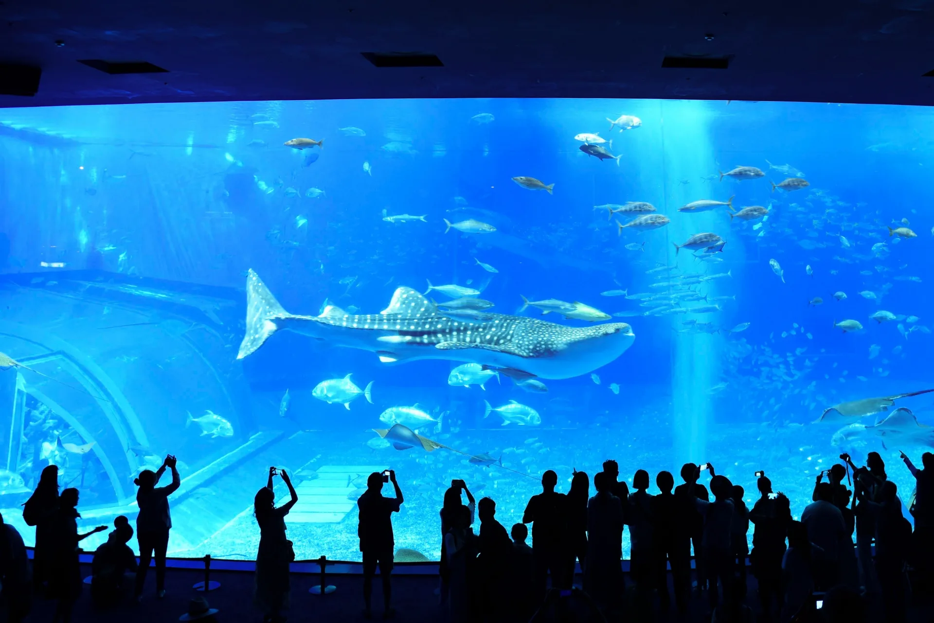 Discover the Wonders of Okinawa Churaumi Aquarium